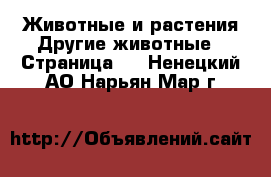 Животные и растения Другие животные - Страница 3 . Ненецкий АО,Нарьян-Мар г.